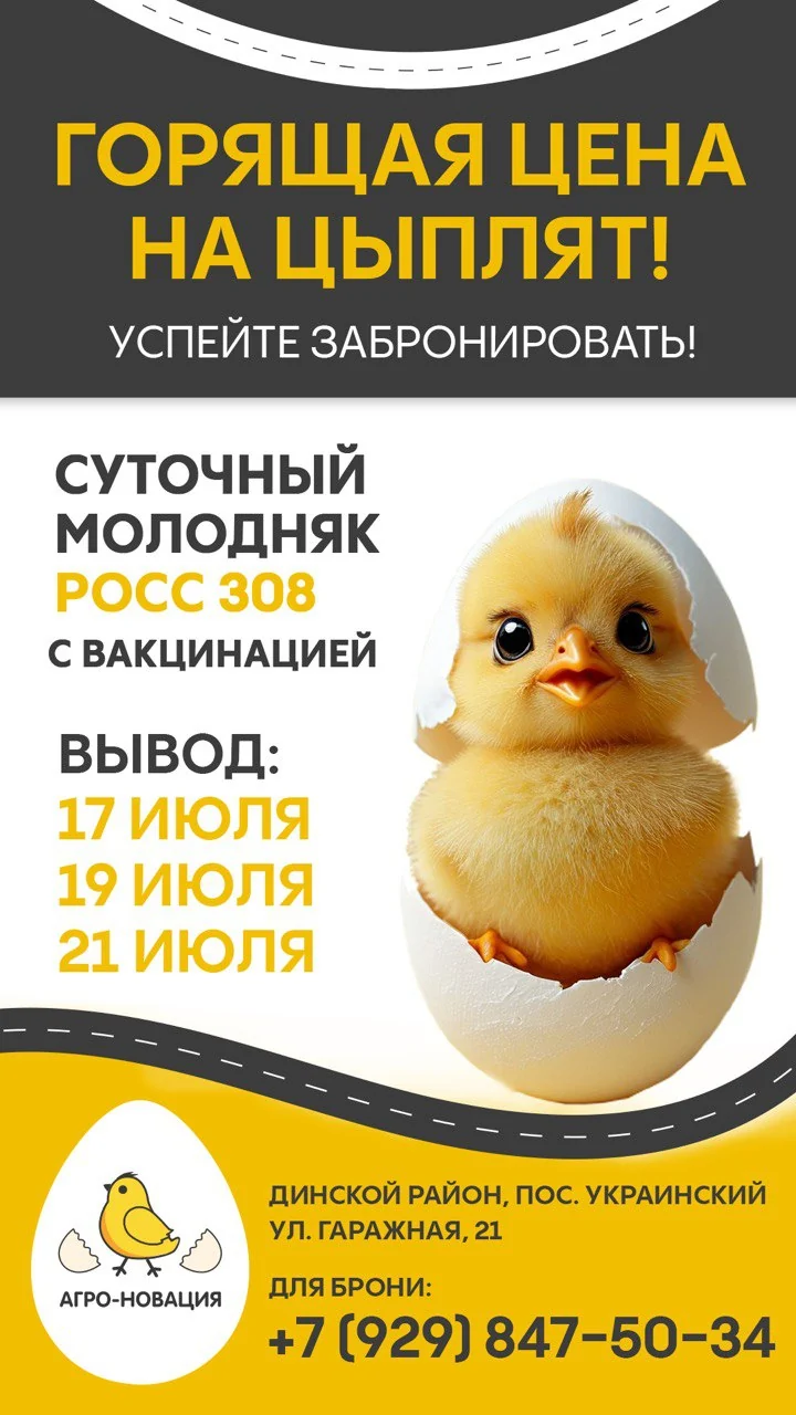 Сторис «Горящая цена на цыплят»: цыплёнок в скорлупе