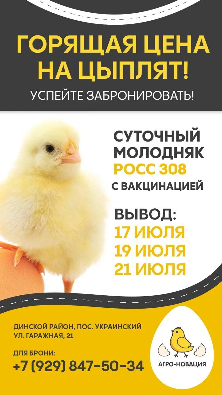 Сторис «Горящая цена на цыплят»: цыплёнок на яйце