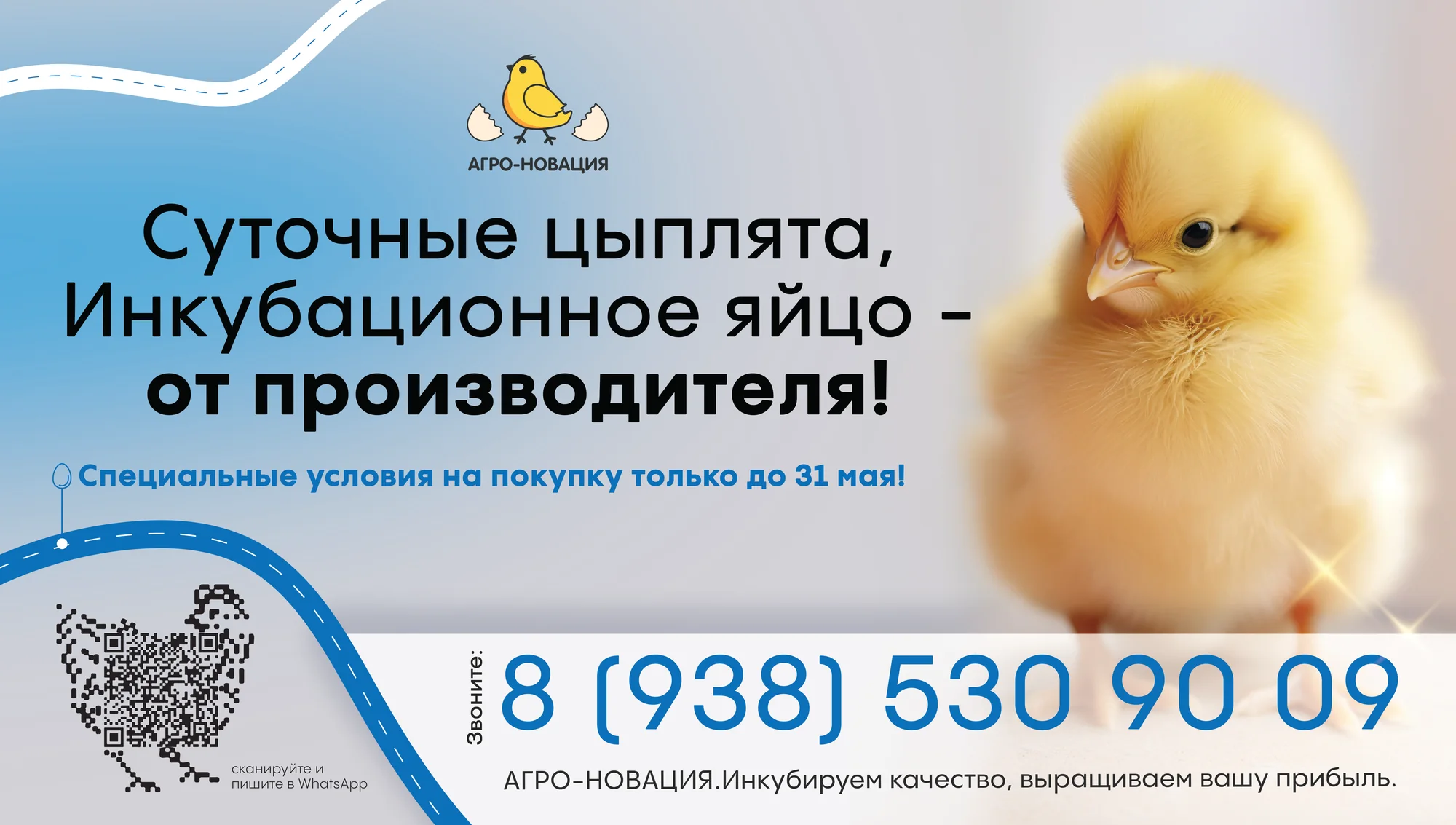 Баннер «Суточные цыплята, инкубационное яйцо — от производителя!»